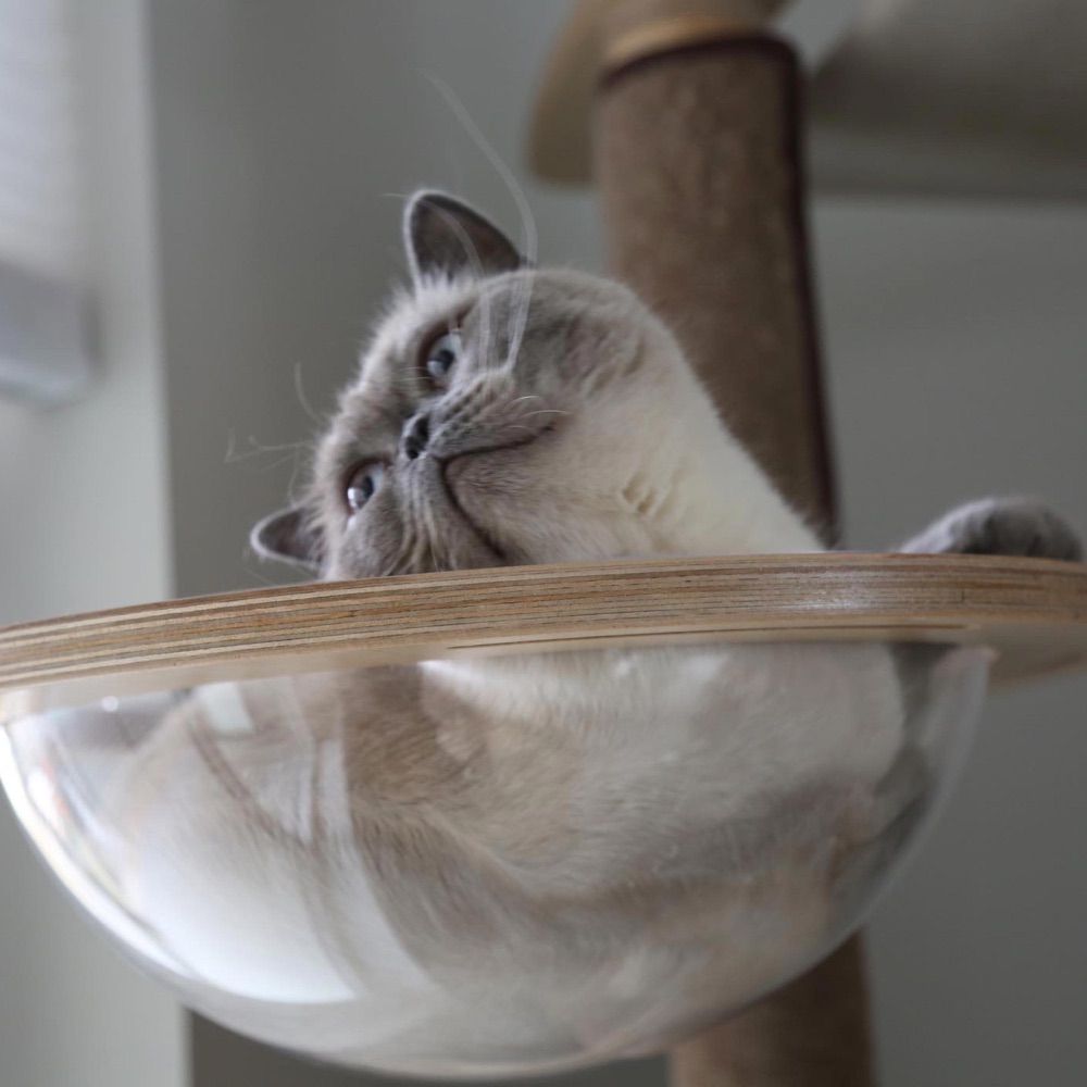 Kitten Rain 封面