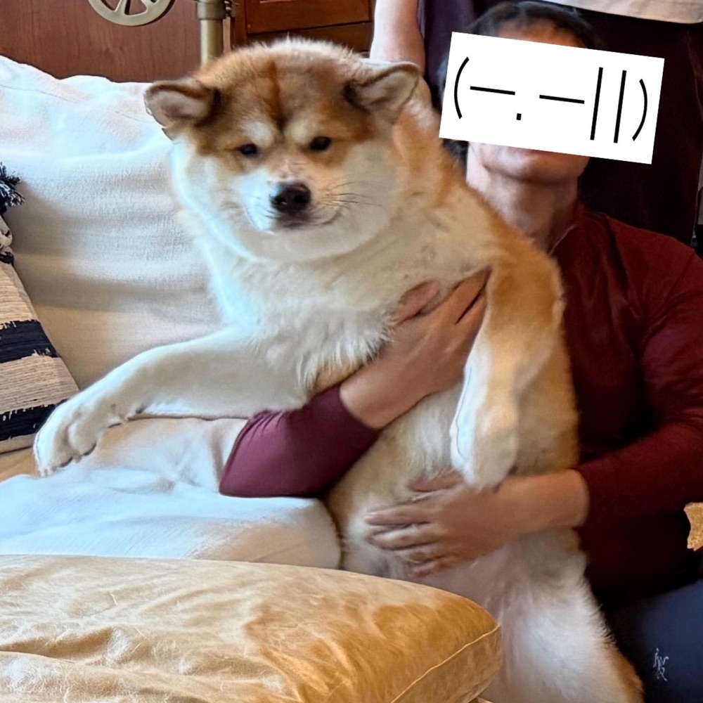 Mango(Akita) in the Party（唯一的秋田） 封面
